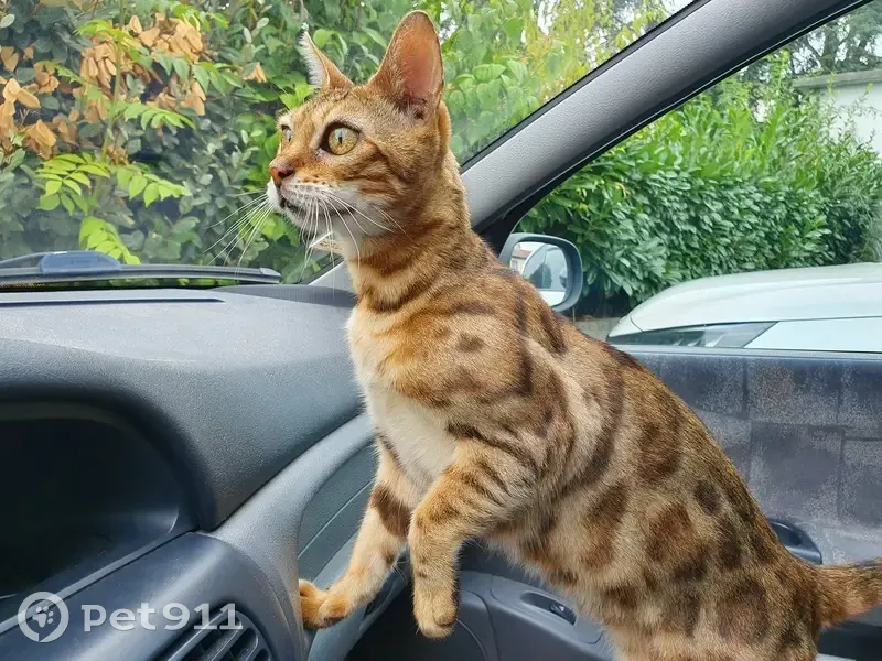 Chatte Bengal perdue Rue de Bellevue - photo