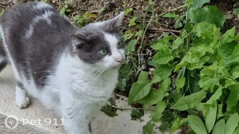 Chat perdu blanc et gris à Jarnac - photo