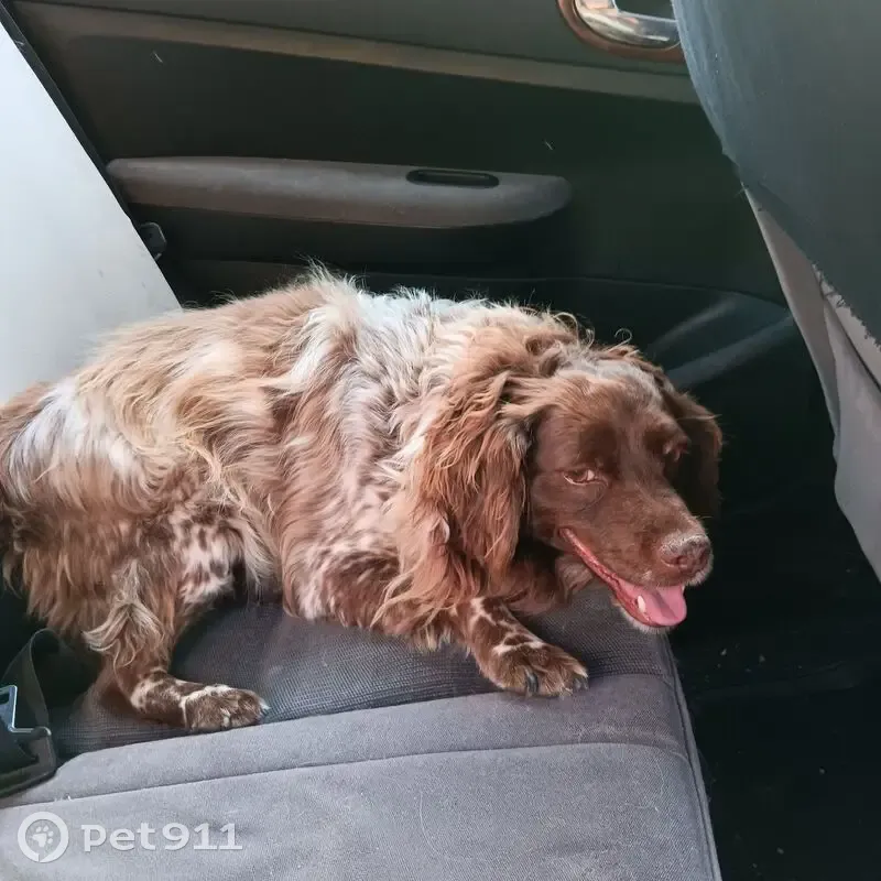 Chienne croisée trouvée à Ponteilla - photo