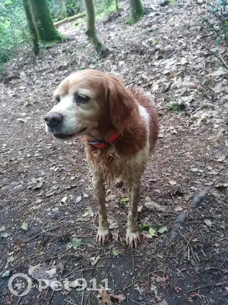 Chienne Épagneul Breton perdue à Malansac - photo