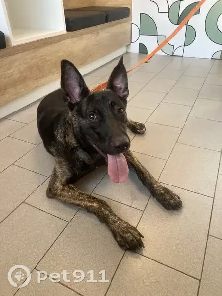 Jeune mâle croisé malinois trouvé à Villejuif - photo