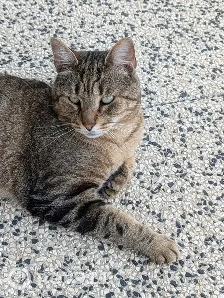Chat tigré Max perdu à Civrieux-d'Azergues - photo