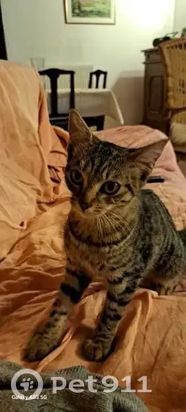 Jeune chatte tigrée grise trouvée à Veyssilieu - photo