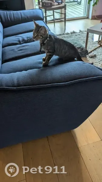 Chat trouvé Chemin de la Boucardière, Nantes - photo