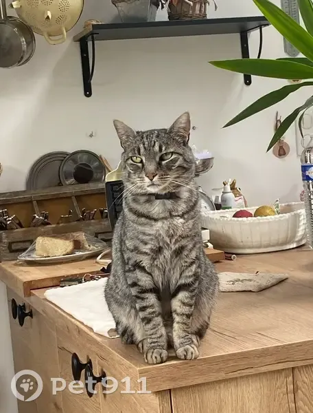 Chat tigré gris disparu à Aiguillon - photo