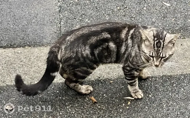 Jeune chat mâle trouvé, Allée des Fontaines - photo