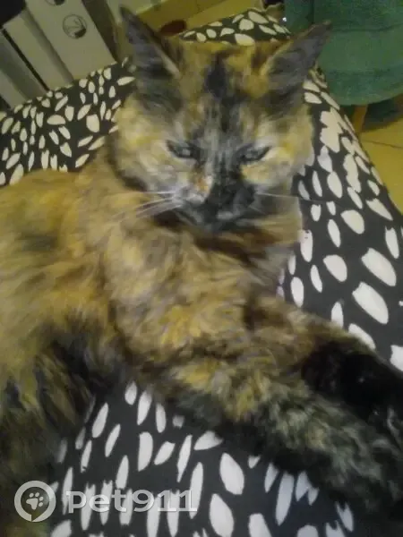 Chatte écaille de tortue perdue à Cannes - photo