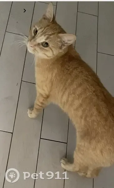 Chatte rousse 1 an disparue à Poitiers - photo