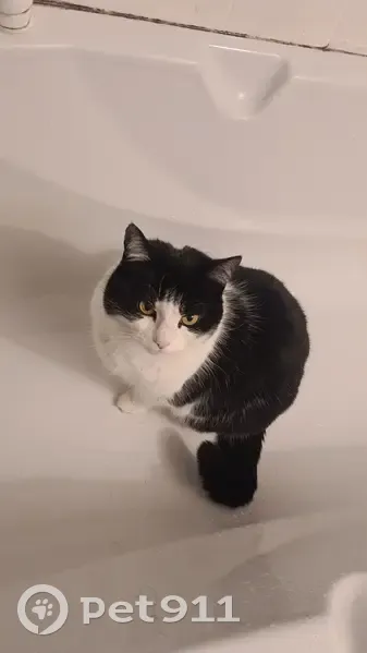 Chat perdu à Sarcelles : Minnie, 8 ans, blessée - photo
