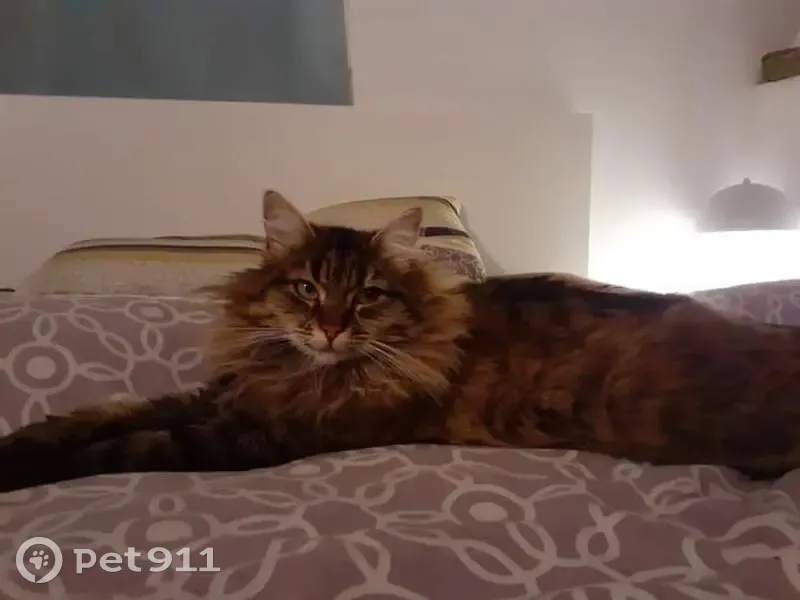 Chatte européenne marron disparue à Fuveau - photo
