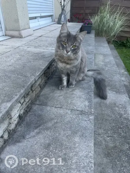 Chat européen gris/beige disparu à Argenteuil - photo