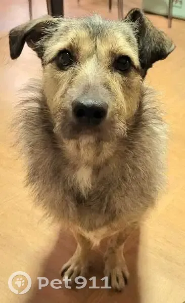 Chien perdu à Suresnes : Twix, gris, harnais noir - photo