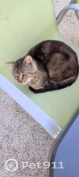 Chat errant adopté à Aigné, Pays de la Loire - photo