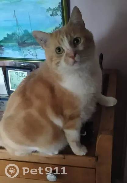 Chat roux clair perdu au Landin, 27350 - photo