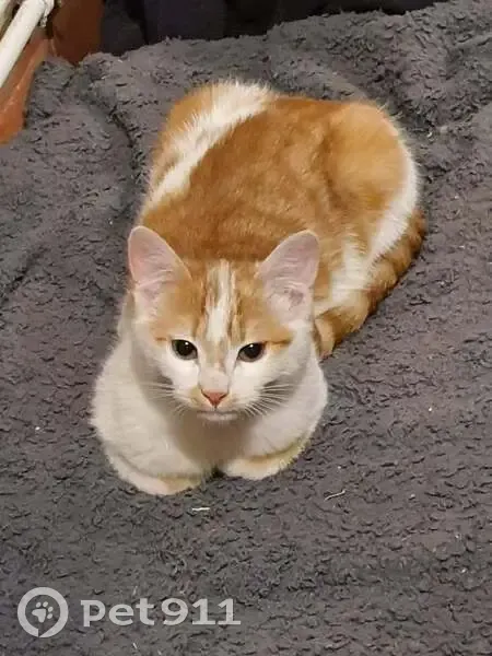 Chat roux et blanc perdu à Villeneuve - photo
