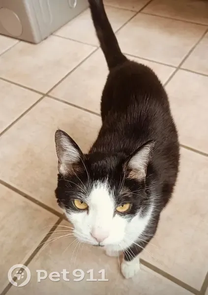 Chat noir et blanc perdu à Strasbourg - photo