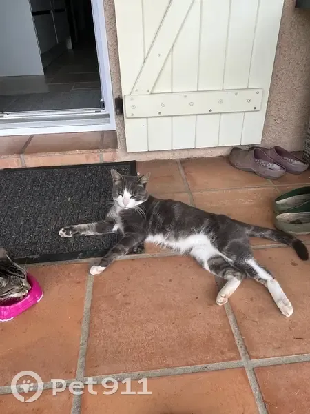 Chat perdu : Mâle gris et blanc, 2 ans - photo