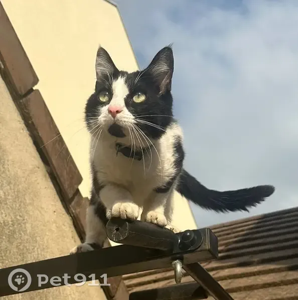 Chat noir et blanc perdu à Tremblay-en-France - photo