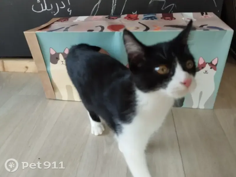 Chaton noir et blanc perdu à Nantes - photo