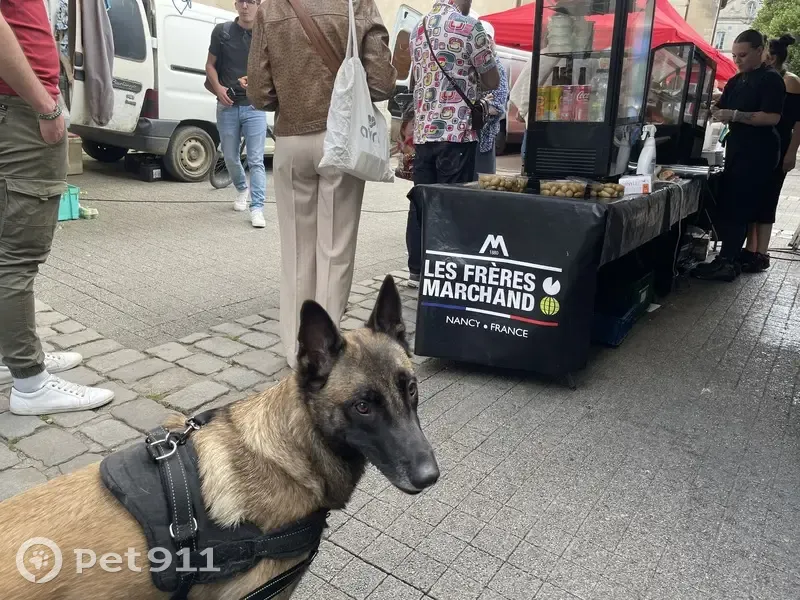 Chienne Malinois perdue à Nancy, collier rouge - photo