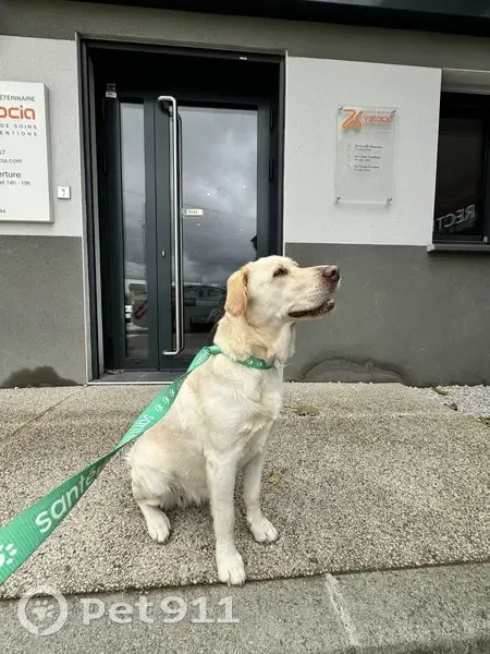 Labrador crème femelle trouvé à Castelnau-le-Lez - photo