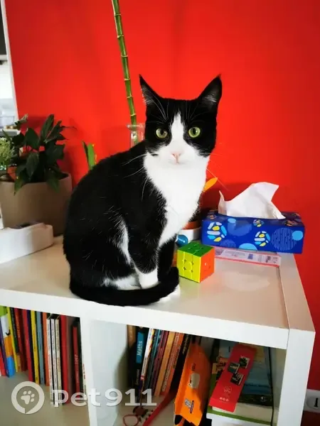Chatte blanche et noire disparue à Pierre-Bénite - photo