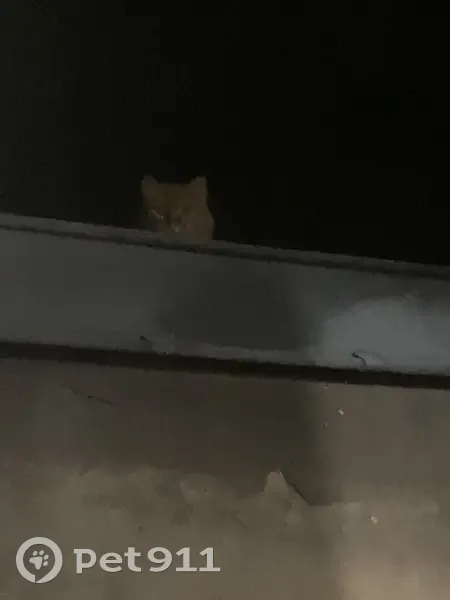 Chat trouvé sur toit près de ma fenêtre - photo
