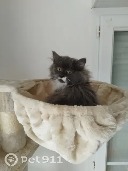 Chatte grise et blanche Kira disparue - photo