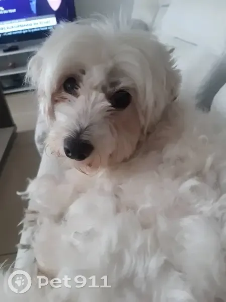 Chienne bichon maltais blanche perdue à Nice - photo