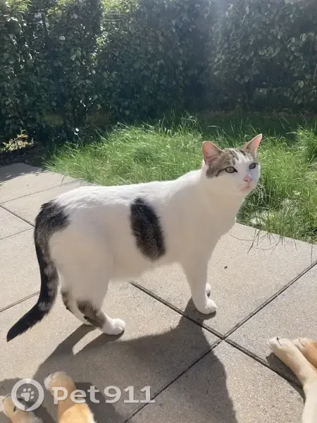 Chat perdu : Gumball, Rue Dodat 135, Chasselay - photo