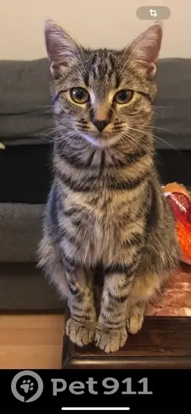 Lola, chatte grise perdue près de Collioure - photo