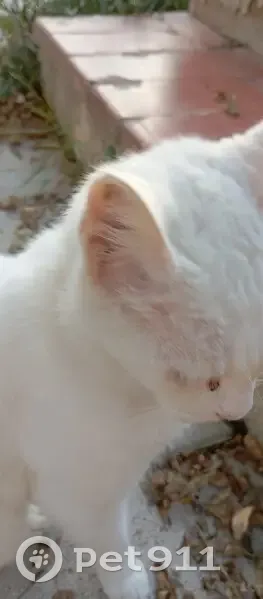 Chat blanc tatoué trouvé à Istres - photo