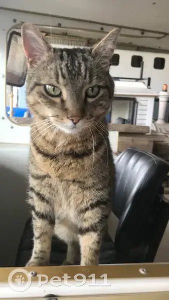Chat Européen gris tigré disparu - photo