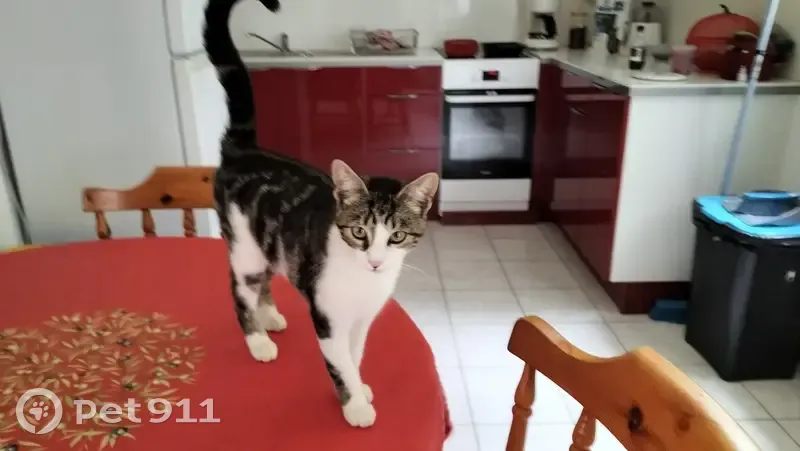 Chaton femelle tigrée trouvé à Éréac - photo