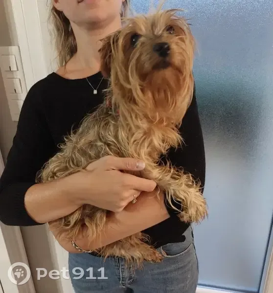 Chien trouvé à Vielverge, urgence SPA demain - photo