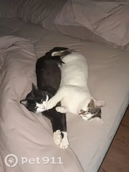 Chat perdu : Neko blanc pattes tigrées Paris - photo