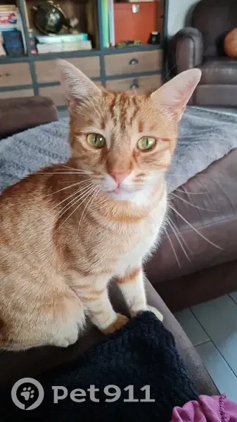 Chat roux mâle disparu à Rogny - photo