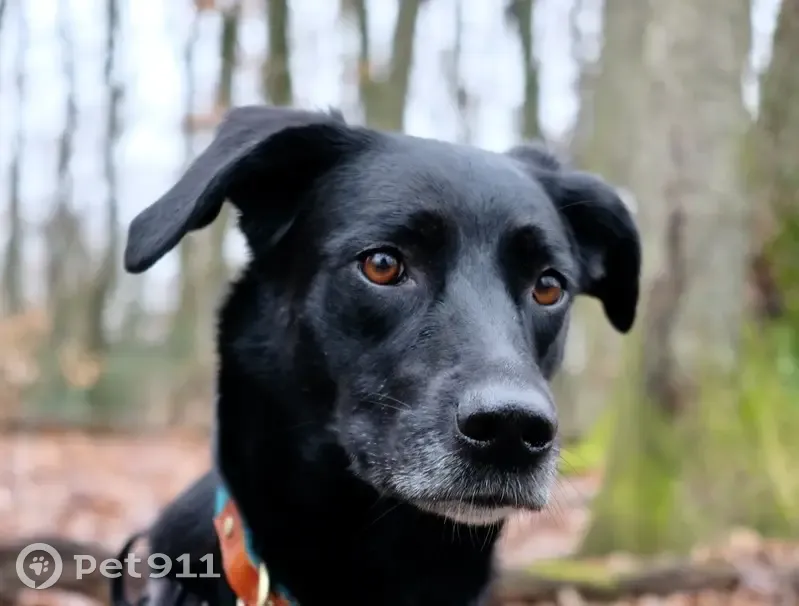 Chien perdu: Mulane, femelle noire tachetée - photo