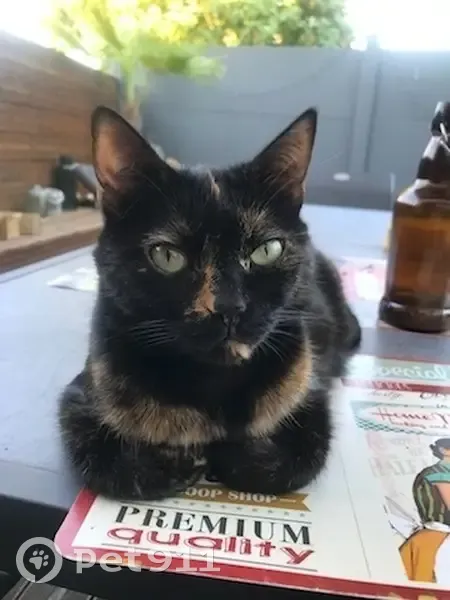 Chatte écaille de tortue disparue à Arles - photo