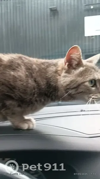 Chat trouvé sans collier ni tatouage à Billom - photo