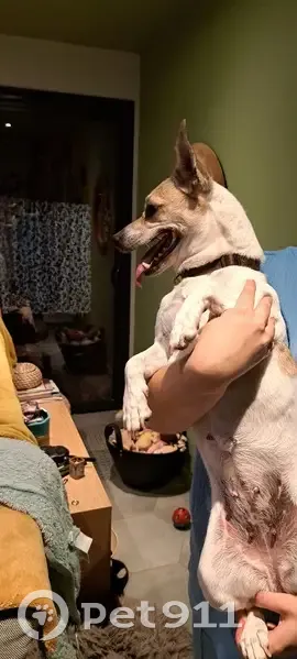 Chien Jack Russell trouvé, besoin d'accueil urgent - photo