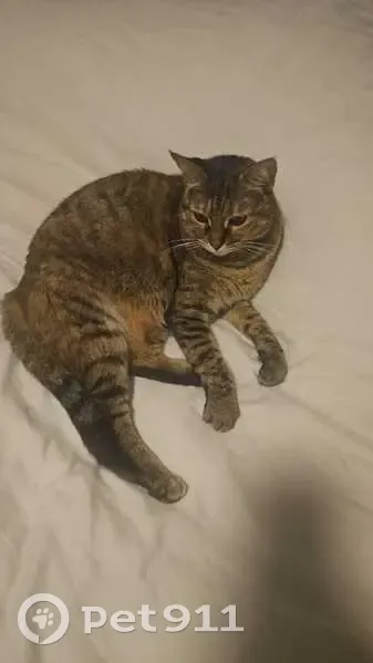 Chatte grise stérilisée perdue à Neuilly - photo
