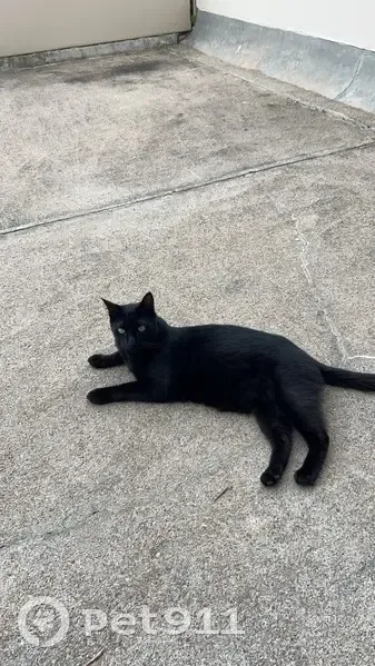Chat noir perdu secteur Justices Angers - photo