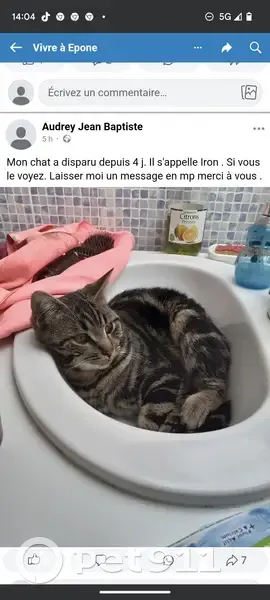 Chat tigré noir et gris disparu à Épône - photo