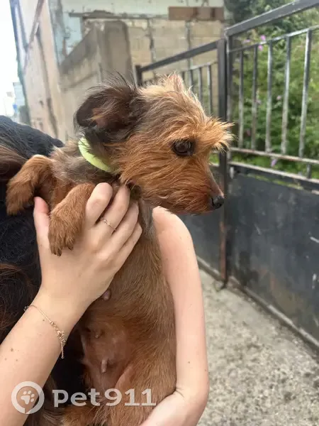 Chienne trouvée, confiée à la police Drancy - photo