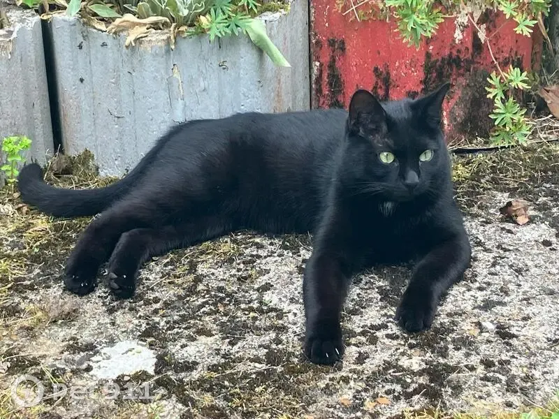 Chat craintif perdu, Clairefontaine-en-Yvelines - photo