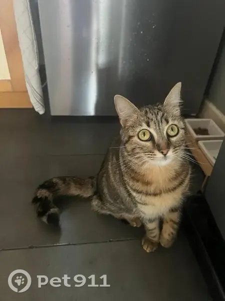 Chatte tigrée disparue à Juvisy-sur-Orge - photo