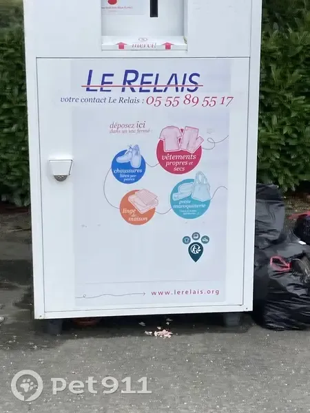 Chat trouvé sous une benne à Pageas - photo