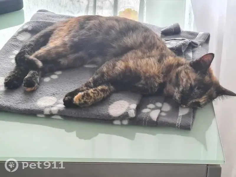Chaton écaille de tortue trouvé à Andrésy - photo