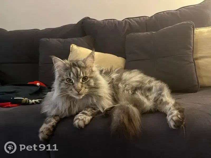 Maincoon gris et blanc perdu à Boissise - photo